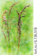 Овсяница (Festuca) — род травянистых растений семейства Злаки (Poaceae) Стоковое фото, фотограф Евгений Мухортов / Фотобанк Лори