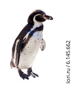 Humboldt penguin over white. Стоковое фото, фотограф Яков Филимонов / Фотобанк Лори