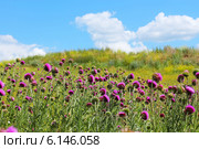 Чертополох поникший (Carduus Thoermeri Weinm.). Луг заросший чертополохом. Стоковое фото, фотограф Евгений Мухортов / Фотобанк Лори