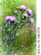 Чертополох колючий (Carduus acanthoides L.) Стоковое фото, фотограф Евгений Мухортов / Фотобанк Лори