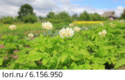 Цветки картофеля. Стоковое видео, видеограф FotograFF / Фотобанк Лори