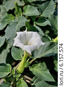 Дурман (Datura) Стоковое фото, фотограф Илюхина Наталья / Фотобанк Лори