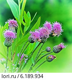 Бодяк полевой или Розовый осот (Cirsium arvense) — вид многолетних травянистых растений из рода Бодяк семейства Астровые, или Сложноцветные (Asteraceae) Стоковое фото, фотограф Евгений Мухортов / Фотобанк Лори
