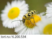 Скрипун мраморный (Saperda scalaris) на ромашке. Стоковое фото, фотограф Красилов Игорь / Фотобанк Лори