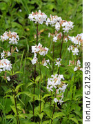 Мыльнянка лекарственная (Saponаria officinаlis) — травянистое растение, типовой вид рода Мыльнянка семейства Гвоздичные. Общий вид растения. Стоковое фото, фотограф Евгений Мухортов / Фотобанк Лори