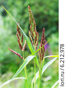 Ежовник обыкновенный, или куриное просо (Echinochloa crus-gаlli) — однолетнее растение, типовой вид рода Ежовник семейства Злаки. Стоковое фото, фотограф Евгений Мухортов / Фотобанк Лори