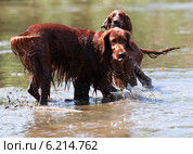 Two Red Irish Setters standing in water. Стоковое фото, фотограф Яков Филимонов / Фотобанк Лори