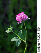 Клевер луговой (красный) и насекомое на цветке. Trifolium pratense. Стоковое фото, фотограф Григорий Писоцкий / Фотобанк Лори