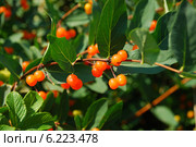 Волчья ягода — жимолость обыкновенная (Lonicera xylosteum L.) Стоковое фото, фотограф lana1501 / Фотобанк Лори