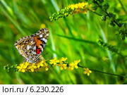 Репешок обыкновенный, или Репешок лекарственный (Agrimonia eupatoria). Бабочка Репейница чертополоховая на цветке Репешка. Стоковое фото, фотограф Евгений Мухортов / Фотобанк Лори