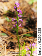 Неоттианте клобучковая. Neottianthe cucullata (Gymnadenia cucullata (L.) Rich.). Дикорастущие растения Сибири занесённые в красную книгу России. Стоковое фото, фотограф Евгений Мухортов / Фотобанк Лори