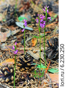 Неоттианте клобучковая. Neottianthe cucullata (Gymnadenia cucullata (L.) Rich.). Дикорастущие растения Сибири занесённые в красную книгу России. Стоковое фото, фотограф Евгений Мухортов / Фотобанк Лори
