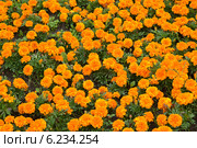 Бархатцы мелкоцветные, или отклоненные (Tagetes patula L.), фон. Стоковое фото, фотограф Ирина Борсученко / Фотобанк Лори