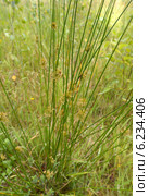 Цветущий ситник развесистый (Juncus effusus L.) Стоковое фото, фотограф Ирина Борсученко / Фотобанк Лори