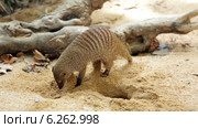 Banded mongoose (Mungos mungo) digging the ground. Стоковое видео, видеограф Яков Филимонов / Фотобанк Лори