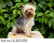 Йоркширский терьер. Стоковое фото, фотограф Галина Савина / Фотобанк Лори