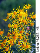 Крестовник Якова, или суходольный (Senecio jacobaea L.) Стоковое фото, фотограф Евгений Мухортов / Фотобанк Лори