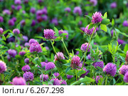 Клевер луговой (красный). Trifolium pratense. Цветение растения крупным планом. Стоковое фото, фотограф Григорий Писоцкий / Фотобанк Лори