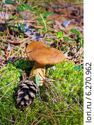 Моховик желто-бурый или Масленок желто-бурый (Suillus variegatus) Стоковое фото, фотограф Евгений Мухортов / Фотобанк Лори