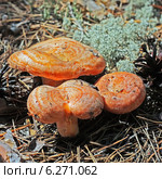 Рыжик сосновый или рыжик боровой  (Lactarius deliciosus) Стоковое фото, фотограф Евгений Мухортов / Фотобанк Лори
