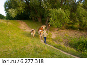 Коров ведут домой. Стоковое фото, фотограф Нина Ефремова / Фотобанк Лори
