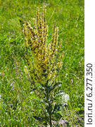 Коровяк мучнистый (метельчатый) - (Verbascum lychnitis) Стоковое фото, фотограф Евгений Мухортов / Фотобанк Лори