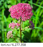 Очиток пурпурный или скрипун, или заячья капуста - (Sedum telephium L. ,Sedum purpureum (L.) Стоковое фото, фотограф Евгений Мухортов / Фотобанк Лори