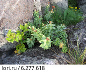 Золотой корень, или Родиола розовая среди камней (Rhodiola rosea), Архангельская область. Стоковое фото, фотограф Т. З. / Фотобанк Лори