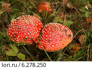 Два мухомора выросли рядом и срослись шляпками (Amanita muscaria) Стоковое фото, фотограф Щеголева Ольга / Фотобанк Лори