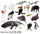 Set of anteater and other animals of South America. Стоковое фото, фотограф Яков Филимонов / Фотобанк Лори