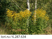 Золотарник канадский (Solidago canadensis L.) Стоковое фото, фотограф Щеголева Ольга / Фотобанк Лори