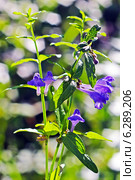 Шлемник обыкновенный (Scutellaria galericulata) Стоковое фото, фотограф Евгений Мухортов / Фотобанк Лори