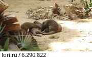 Family of Banded mongoose (Mungos mungo) Стоковое видео, видеограф Яков Филимонов / Фотобанк Лори