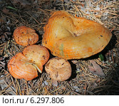 Рыжик сосновый или рыжик боровой  (Lactarius deliciosus). Грибы на лесной поляне. Стоковое фото, фотограф Евгений Мухортов / Фотобанк Лори