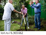 Народные артисты Альберт Леонидович Филозов, Владимир Ильич Шульга, Иосиф Леонидович Райхельгауз сажают саженец яблони во внутреннем дворе Театрального клуба на Тишинке города Москвы (2014 год). Редакционное фото, фотограф Николай Винокуров / Фотобанк Лори