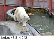 Белый медведь в Екатеринбургском зоопарке. Стоковое фото, фотограф Землянникова Вероника / Фотобанк Лори