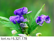 Борец или Аконит Флёрова (Aconitum flerovii) — многолетнее травянистое растение, вид рода Борец (Aconitum) семейства Лютиковые (Ranunculaceae) Стоковое фото, фотограф Евгений Мухортов / Фотобанк Лори
