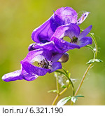 Борец или Аконит Флёрова (Aconitum flerovii) — многолетнее травянистое растение, вид рода Борец (Aconitum) семейства Лютиковые (Ranunculaceae) Стоковое фото, фотограф Евгений Мухортов / Фотобанк Лори