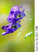 Борец или Аконит Флёрова (Aconitum flerovii) — многолетнее травянистое растение, вид рода Борец (Aconitum) семейства Лютиковые (Ranunculaceae) Стоковое фото, фотограф Евгений Мухортов / Фотобанк Лори
