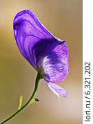 Борец или Аконит Флёрова (Aconitum flerovii) — многолетнее травянистое растение, вид рода Борец (Aconitum) семейства Лютиковые (Ranunculaceae). Цветок крупно. Стоковое фото, фотограф Евгений Мухортов / Фотобанк Лори