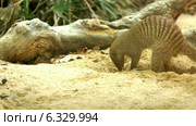 Banded mongoose (Mungos mungo) digging sand. Стоковое видео, видеограф Яков Филимонов / Фотобанк Лори