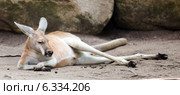 Red kangaroo. Стоковое фото, фотограф Яков Филимонов / Фотобанк Лори