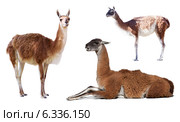 Set of guanaco. Isolated on white. Стоковое фото, фотограф Яков Филимонов / Фотобанк Лори