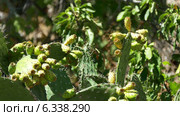 Опунция, Opuntia Ficus, Португалия. Стоковое видео, видеограф Discovod / Фотобанк Лори