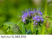 Фацелия пижмолистная (Phacelia tanacetifolia) Стоковое фото, фотограф Ольга Сейфутдинова / Фотобанк Лори