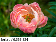 Пион травянистый Корал Чарм (Coral Charm) Стоковое фото, фотограф Ольга Сейфутдинова / Фотобанк Лори