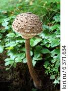 Гриб Зонтик пестрый Macrolepiota (Macrolepiota procera) Стоковое фото, фотограф ElenArt / Фотобанк Лори
