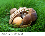 Грибы в берестянной корзине на траве. Стоковое фото, фотограф ElenArt / Фотобанк Лори