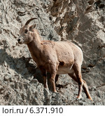 Female Bighorn sheep (Ovis canadensis), Jasper National Park, Alberta, Canada. Стоковое фото, агентство Ingram Publishing / Фотобанк Лори