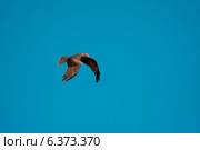 Kite flying against a clear blue sky. Стоковое фото, агентство Ingram Publishing / Фотобанк Лори